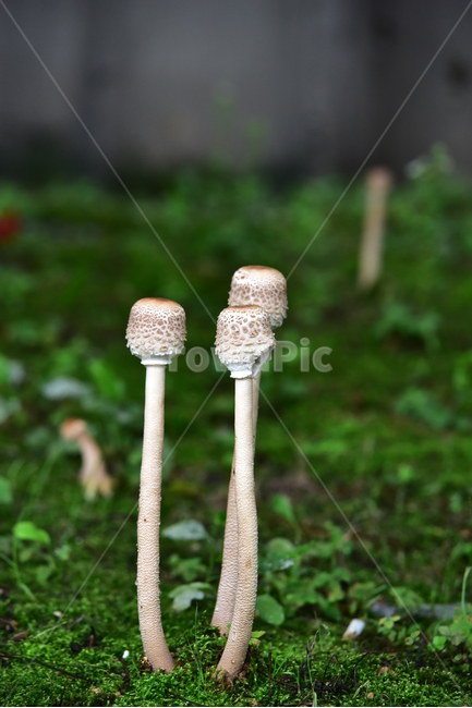 버섯,야생버섯,들버섯,습지버섯,이끼,자연,mushroom,wildmushroom,버섯,mushroom