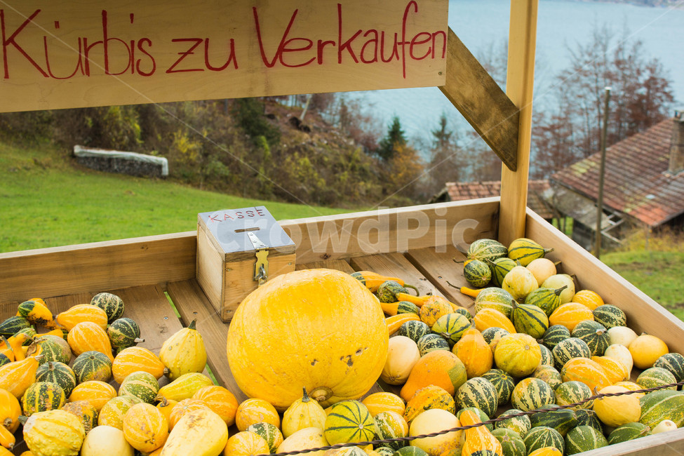 가판대,stall,호박,스위스,무인,노점,가게,야채,시골,country,pumpkin,swiss,alps,알프스,유럽,europe,시장,마트,마켓,market,mart,market place,해외,외국,세계,foreign,oversea,world,음식,식재료,요리,food,cook,meal,dishes,food reserves,채소,야채,vegetables