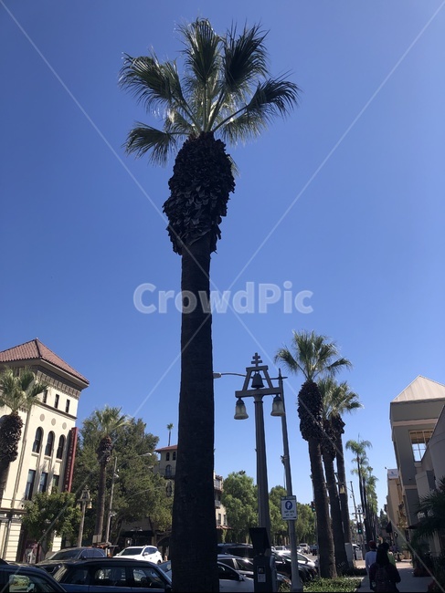 나무,palmtree,하늘,야자수,식물