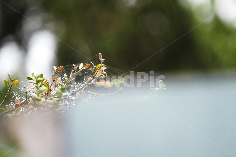 식물,녹색,자연,생물,그린,green,식물,자연,plants,nature