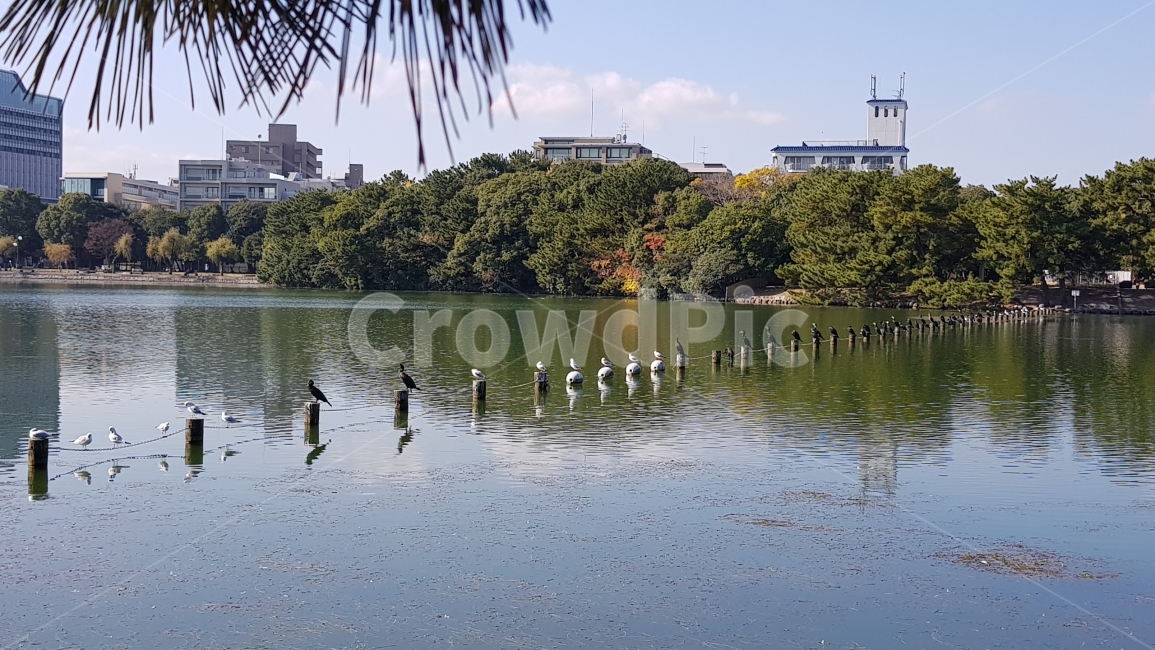호수,공원,새,건물,숲,새들,비침,물결,물,lake,park,bird,도시,풍경,city,landscape,동물,animal,조류,새,birds,water,outdoors,옥외,nature,자연