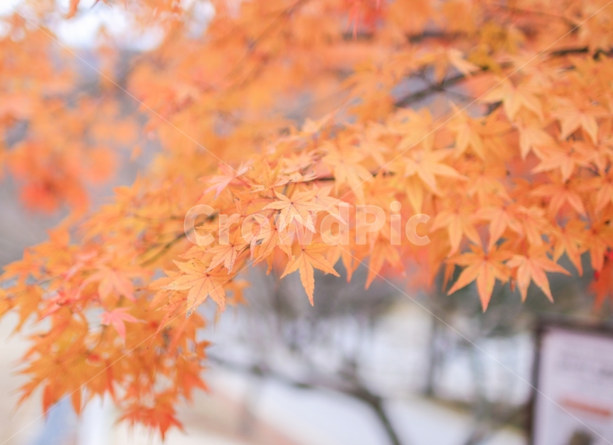 단풍,가을,풍경,단풍잎,자연,maple,가을,계절,fall,autumn,season,식물,자연,plants,nature,감성,sensible,feeling,leaf,잎,plant,tree,나무