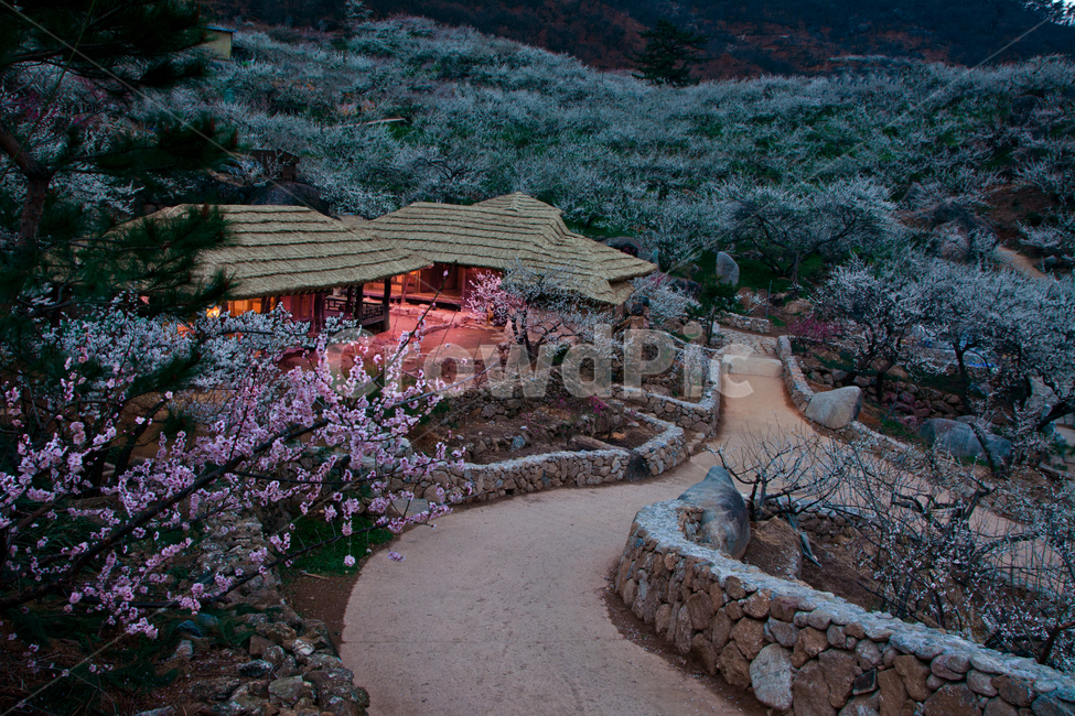 봄,꽃,매화,청매실농장,광양,초가집,한국,전통,시골,마을,풍경,landscape,country,rural,town,한국전통,한국문화,korean traditional,korean culture