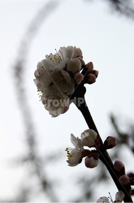 꽃,flower,매화,식물,plant,봄,spring,계절,식물,자연,plants,nature,꽃,flower
