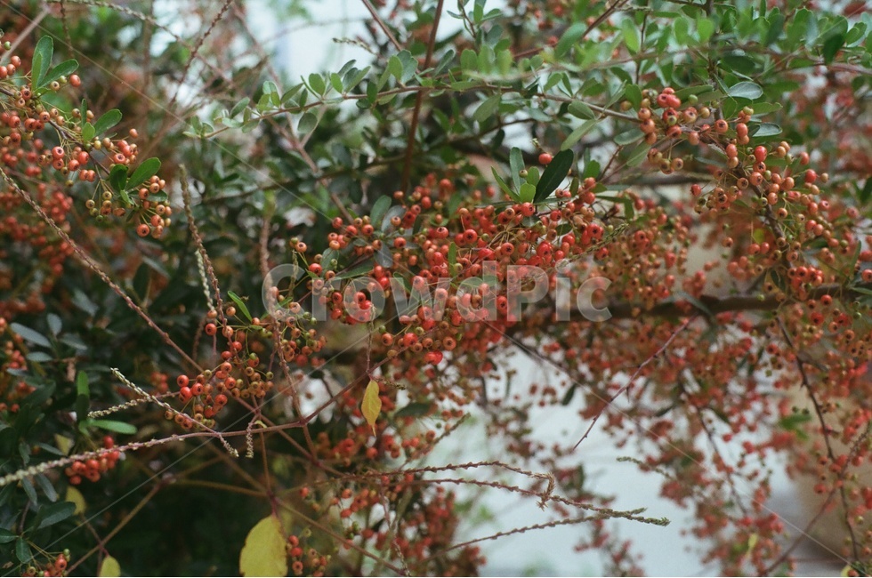 열매,나무,자연,식물,나뭇가지,식물,자연,plants,nature,과일,열매,fruit