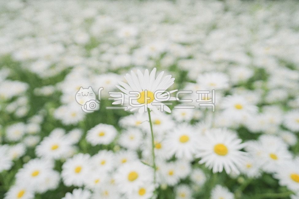 샤스타데이지,데이지꽃,꽃밭,구절초,플라워,꽃,flower,daisy,식물,자연,plants,nature,꽃,flower