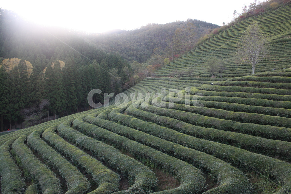 보성,녹차밭,풍경,배경,자연,초록,자연,풍경,nature,landscape,한국자연풍경,한국자연경관,korea nature landscape,outdoors,옥외,field,들