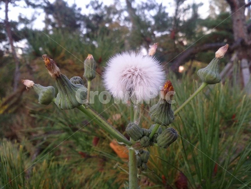 plant,식물,flower,꽃,자연,식물,자연,plants,nature,꽃,flower