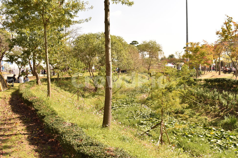 오솔길,나무,식물,풍경,맑음,자연,풍경,nature,landscape,tree,plant
