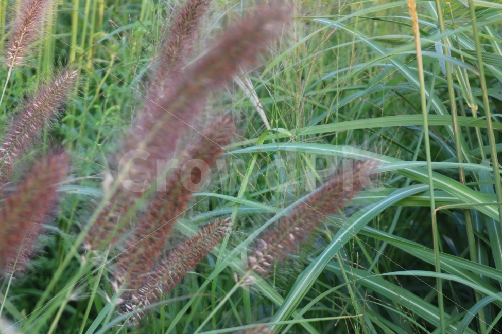 자연,풍경,감성,힐링,풀,식물,자연,plants,nature