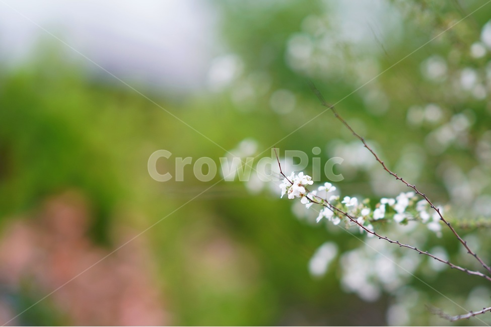꽃,보케,아웃포커싱,봄,향기,봄,계절,spring,season,식물,자연,plants,nature,꽃,flower,감성,sensible,feeling,plant