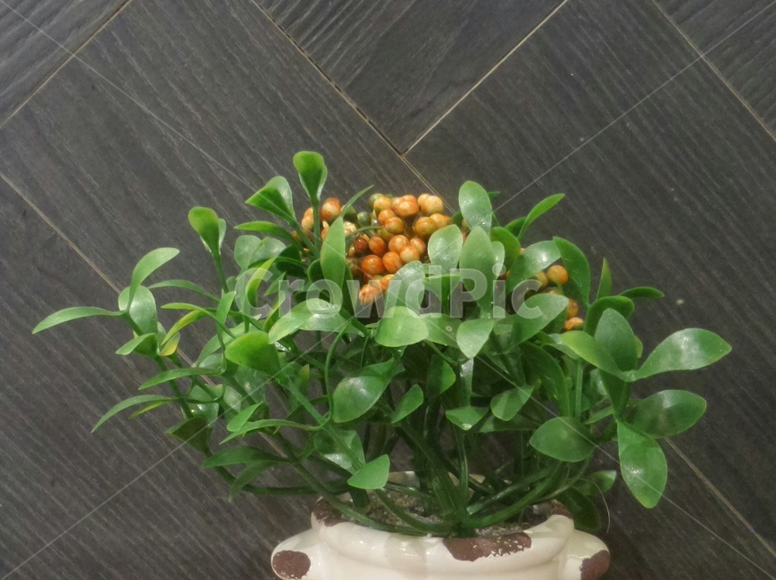 소품,장식품,인테리어소품,전시품,물품,용품,화분,식물,자연,plants,nature,실내용화초,화분,화초,house plant