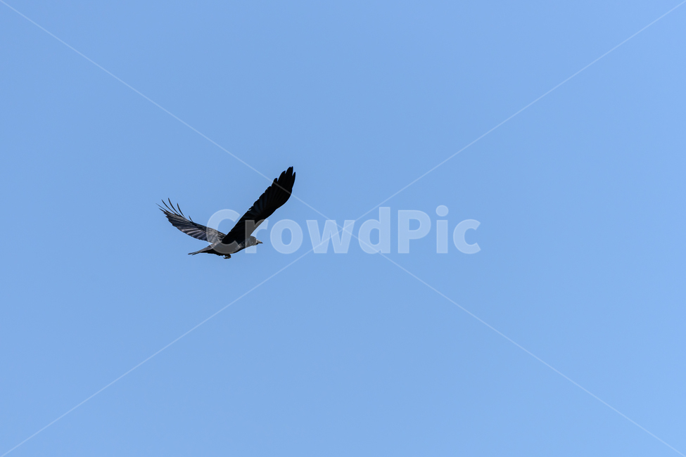 animal,동물,bird,새,flying,검정색,파란,하늘,까마귀,crow,나는,black,blue,동물,animal,조류,새,birds
