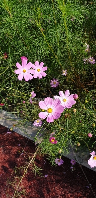 plant,식물,daisies,daisy,데이지,꽃,blossom,코스모스,자연,분홍색,힐링,휴식,식물,자연,plants,nature,꽃,flower