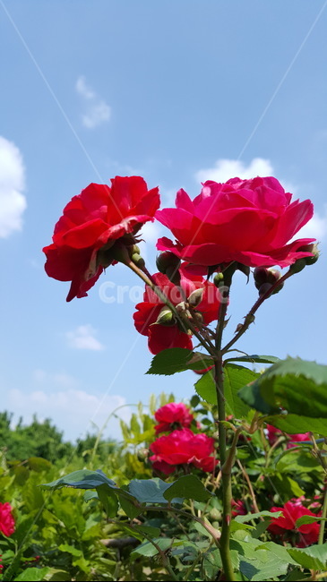 찔레꽃,식물,장미,꽃,넝쿨장미,식물,자연,plants,nature,꽃,flower