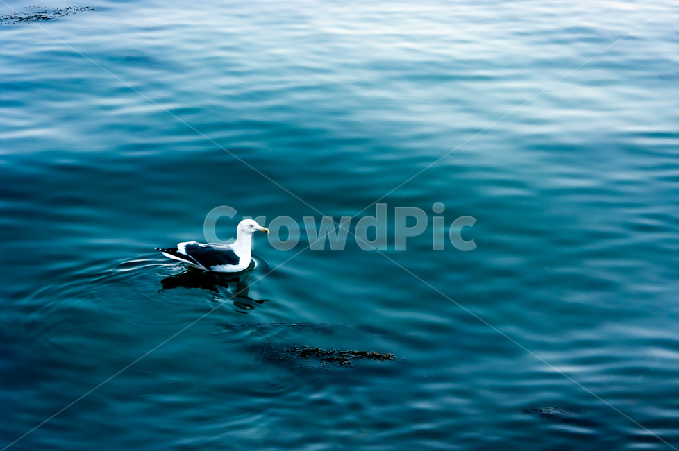 bird,새,animal,동물,갈매기,바다,동물,animal,조류,새,birds