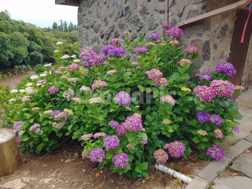 수국,돌담,보라,초록,제주,summer,flower,wild,beautiful,pretty,아름다운,예쁜,싱그런,fresh,nature,environment,자연,환경