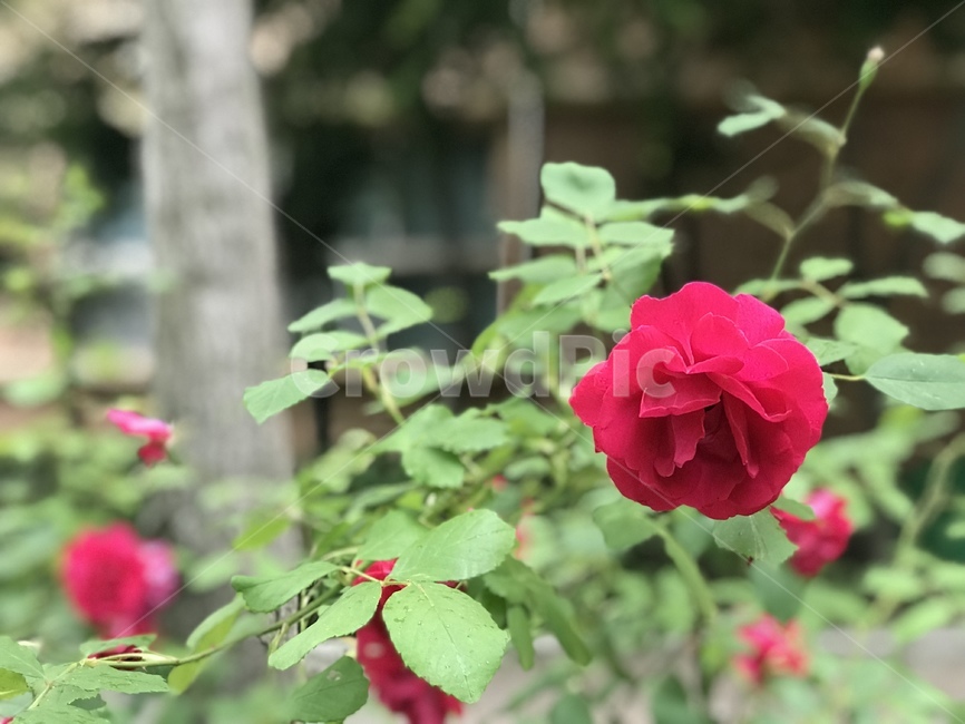 장미,rose,blossom,꽃,plant,식물,flower,여러해살이,영원한사랑