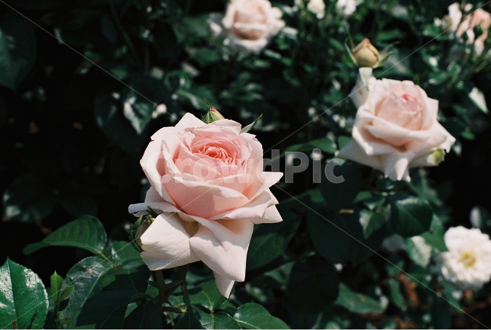 장미,꽃,장미꽃,rose,flower,봄,계절,spring,season,식물,자연,plants,nature,꽃,flower,감성,sensible,feeling,휴식,힐링,rest,relaxation,healing,색깔,색상,색채,색감,color sense,color sensitivity,feeling of color,blossom,plant