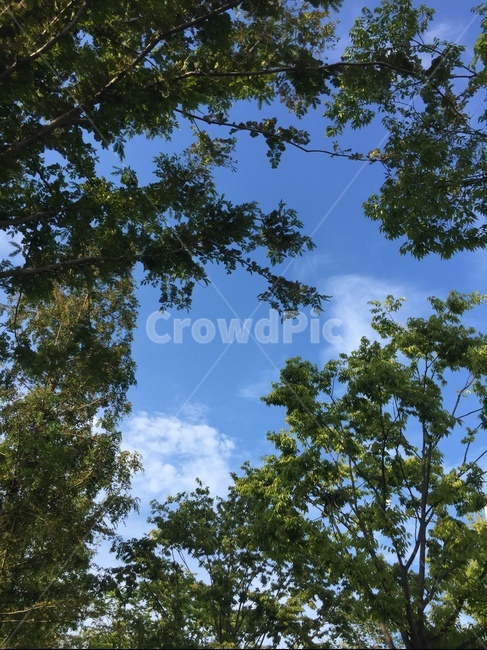 하늘과나무,하늘,나무,여름,tree,sky