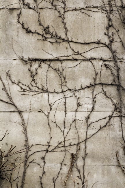 자연,국내여행,파주,여행,풍경,식물,자연,plants,nature