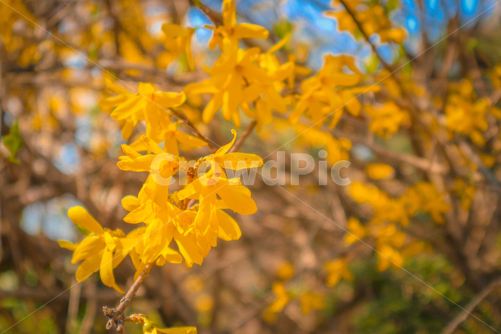 꽃,노랑,봄,개나리,flower,yellow,spring
