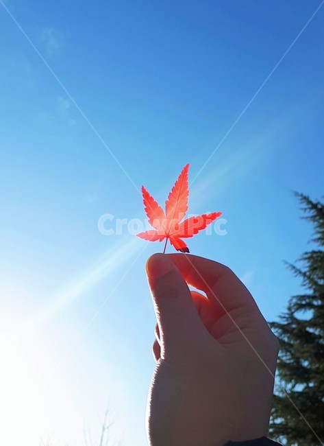 단풍,가을,하늘,햇빛,11월,가을,계절,fall,autumn,season,leaf,잎,plant,식물,tree,나무
