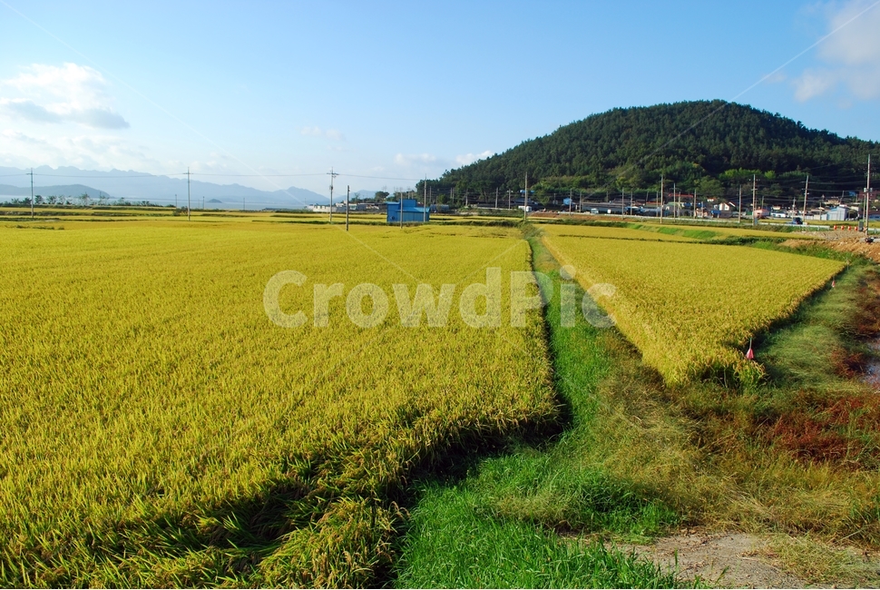 가을,들녘,벼,농사,농업,가을하늘,풍경,자연,시골,마을,풍경,landscape,country,rural,town