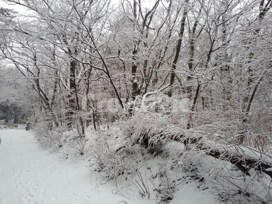 제주,눈,겨울,눈길,나무,숲길,풍경,겨울,계절,winter,season,자연,풍경,nature,landscape,outdoors,옥외,snow,blizzard,눈보라,storm,폭풍