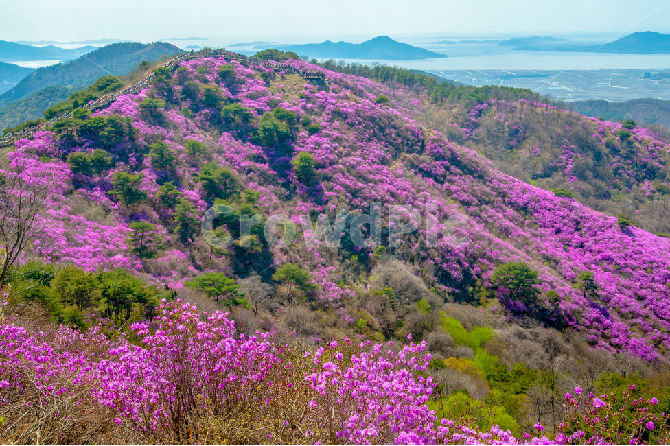 고려산,진달래,강화도,아름다움,꽃,봄,계절,spring,season,자연,풍경,nature,landscape,plant,식물