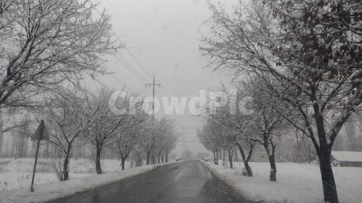 겨울,눈,눈보라,나무,도로,안개,가로수,옥외,자연,snow,outdoors,nature,winter,blizzard,겨울,계절,winter,season,자연,풍경,nature,landscape,storm,폭풍
