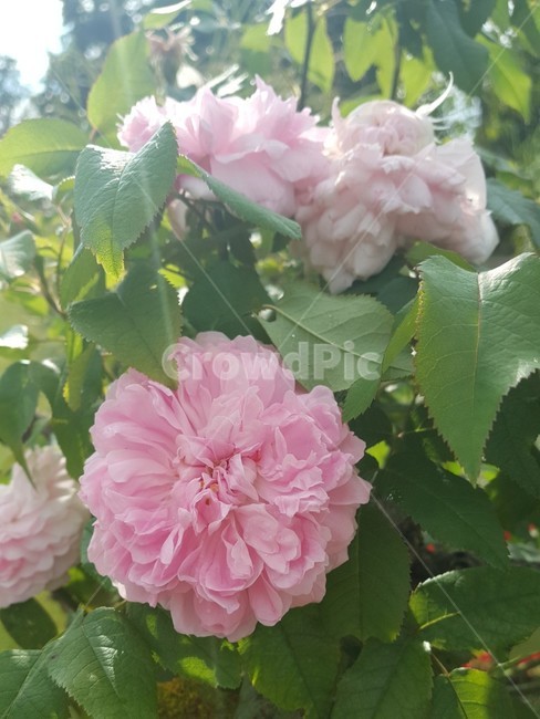 꽃,자연,햇살,식물,겹꽃,분홍꽃,햇빛,잎사귀,잎,flower,pinkflower,plant,nature,green,pink,식물,자연,plants,nature,꽃,flower