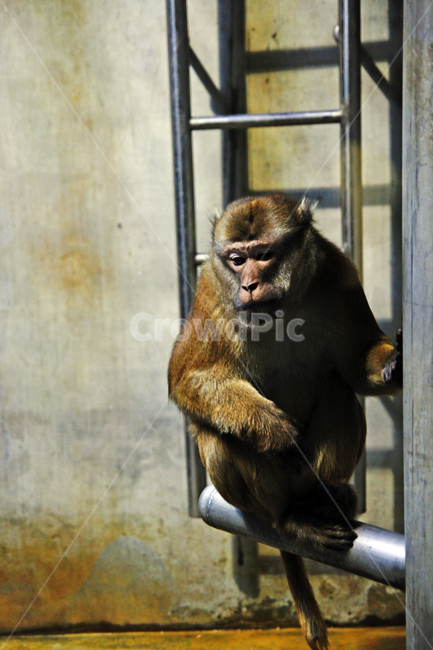 동물원,동물,원숭이,zoo,monkey,생각,상념,동물,animal,포유류,mammal