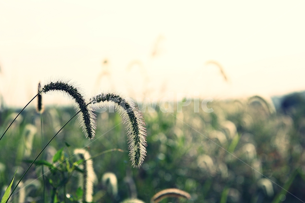 강아지풀,풀,잡초,식물,자연,여름,계절,식물,자연,plants,nature