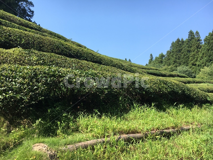 동산,초록,그린,자연,풀밭,풀