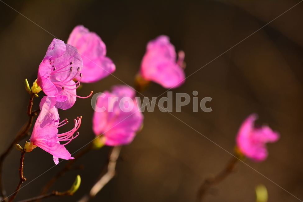 진달래,봄꽃,우리꽃,4월,분홍색,시즌,계절,flowers,꽃잎,꽃술,꽃송이,토종,산에피는꽃,야생화,식물,자연,plants,nature,꽃,flower