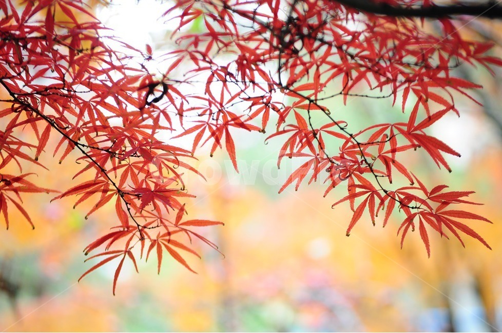단풍나무,단풍,낙엽,가을,가을색,가을,계절,fall,autumn,season,식물,자연,plants,nature,plant,leaf,잎,tree,나무,maple