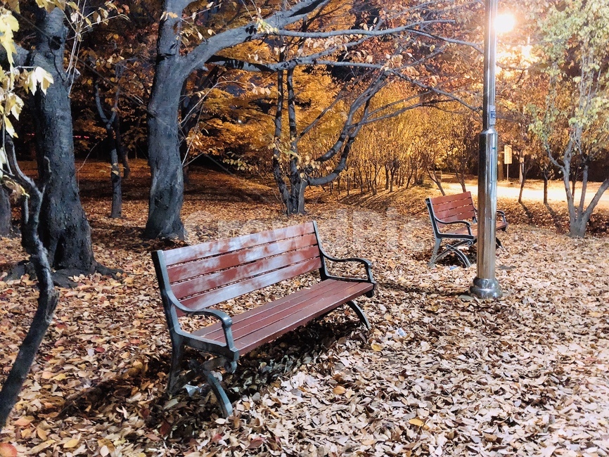가을,공원,벤치,낙엽,밤