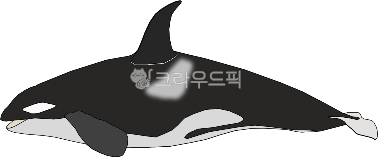 sea whale,killerwhale,whale,killer whale,mammalia