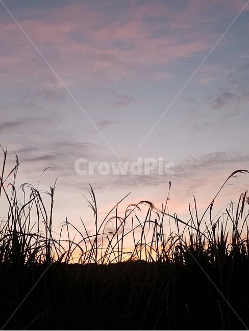 노을,갈대,하늘,석양,일몰,해넘이,일출,해돋이,역광,sunset,sky,자연,풍경,nature,landscape,grass,잔디,plant,식물,lawn,reed
