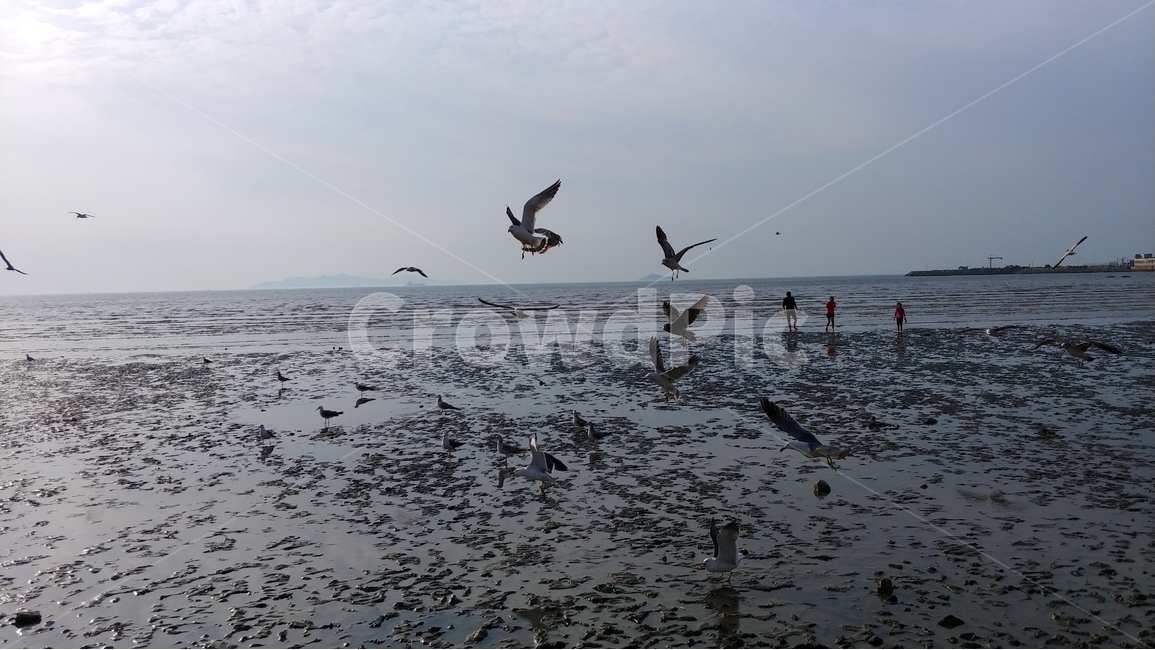 태양,해,햇빛,갈매기,새,갯벌,흙,진흙,풍경,자연,하늘,동물,sky,sun,animal,nature,scenery,thesun,bird,seagull,mudflat,earth,mud,자연,풍경,nature,landscape,동물,animal,조류,새,birds