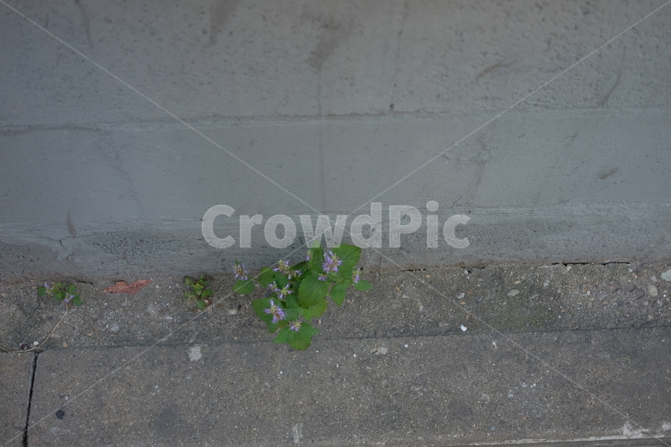 잡초,꽃,식물,plant,잎,leaf