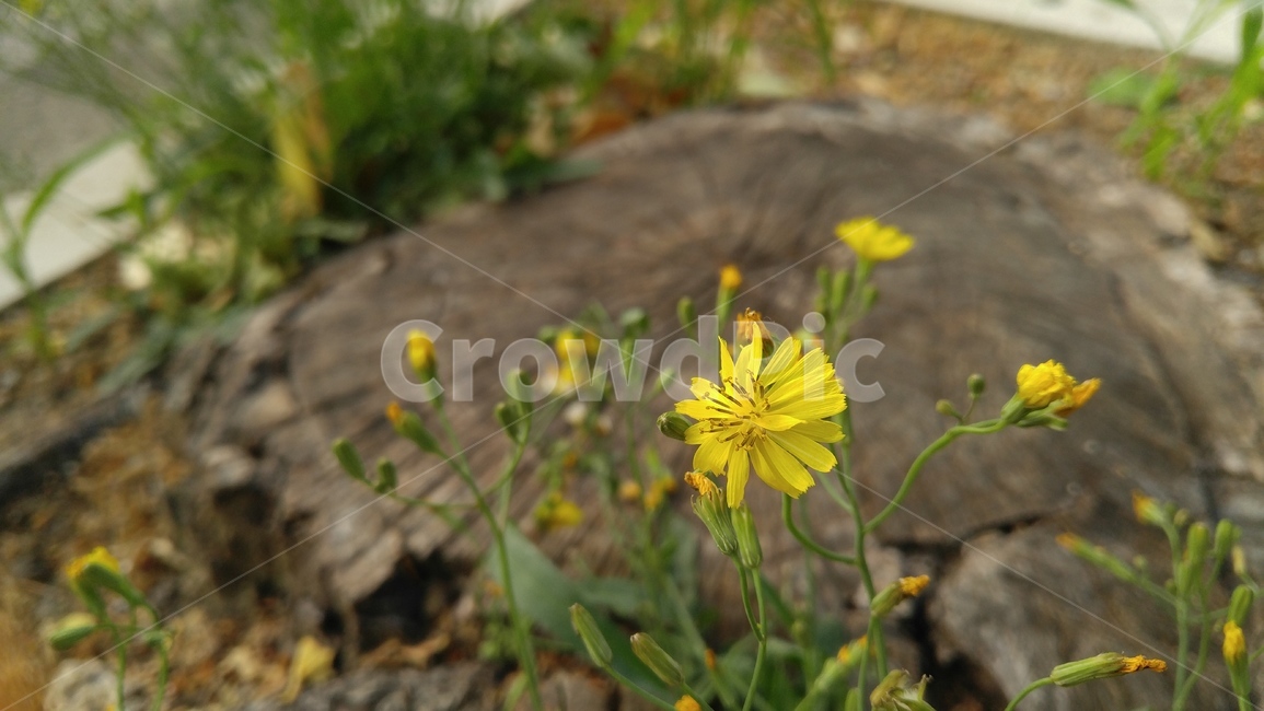 노랑선씀바귀,노랑꽃,노랑색,꽃,식물,계절,배경,감성,yellowflower,yellow,flower,plant,season,background,emotional