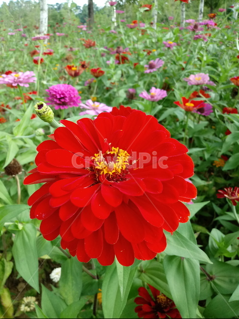 백일홍,백일초,꽃,식물,국화과,plant,flower,식물,자연,plants,nature,꽃,flower
