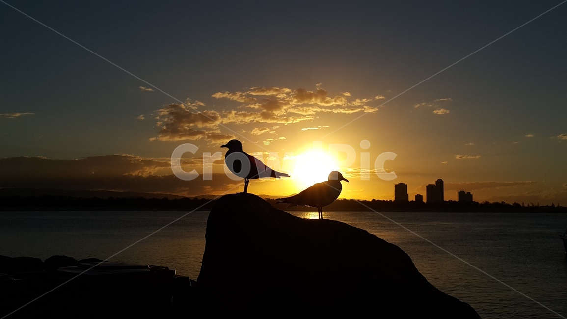 일몰,해변,바다,갈매기,석양,동물,animal,조류,새,birds,실루엣,그림자,silhouette,shadow