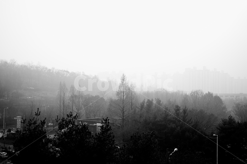 nature,안개,자연,weather,날씨,fog,도시,나무,tree,흑백,자연,풍경,nature,landscape,흑백,모노톤,monochrome,black and white
