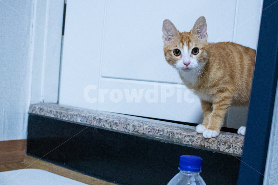 고양이,코리아숏헤어,코숏,아기고양이,치즈태비,치즈고양이,동물,animal,포유류,mammal,고양이,cat,kitten,kitty