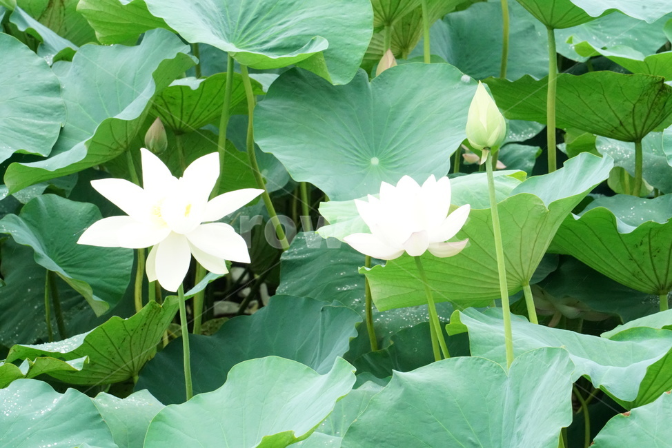 연꽃,백련,련꽃,lotus,수련과,수중식물,담수초,식물,땅속줄기