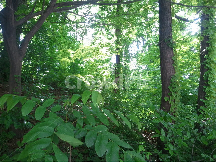 신록,산,초록잎,자연,여유,자연,풍경,nature,landscape,식물,plants,나무,trees,wood,vegetation,초목,plant,outdoors,옥외,jungle,밀림,land,땅,tree,rainforest,열대 우림