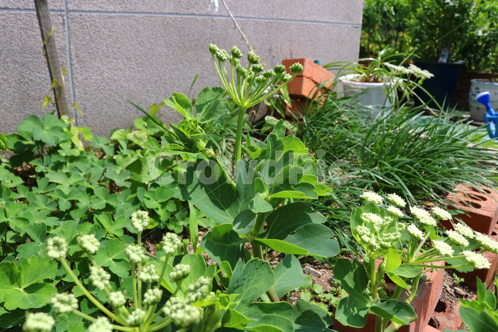 꽃,방풍꽃,나물,방풍나물,식물,쌈채소,채소,야채,농산물,자연,야생화,갯기름나물,흰꽃,작은꽃